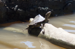 Graptemys sabinensis