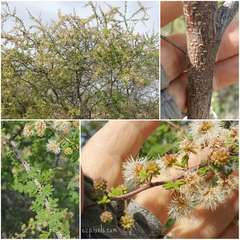 Mimosa aculeaticarpa biuncifera