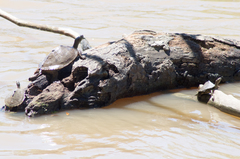 Graptemys sabinensis