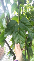 Erythrina rubrinervia