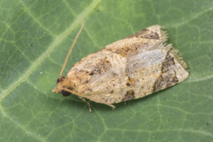 Neocalyptis affinisana