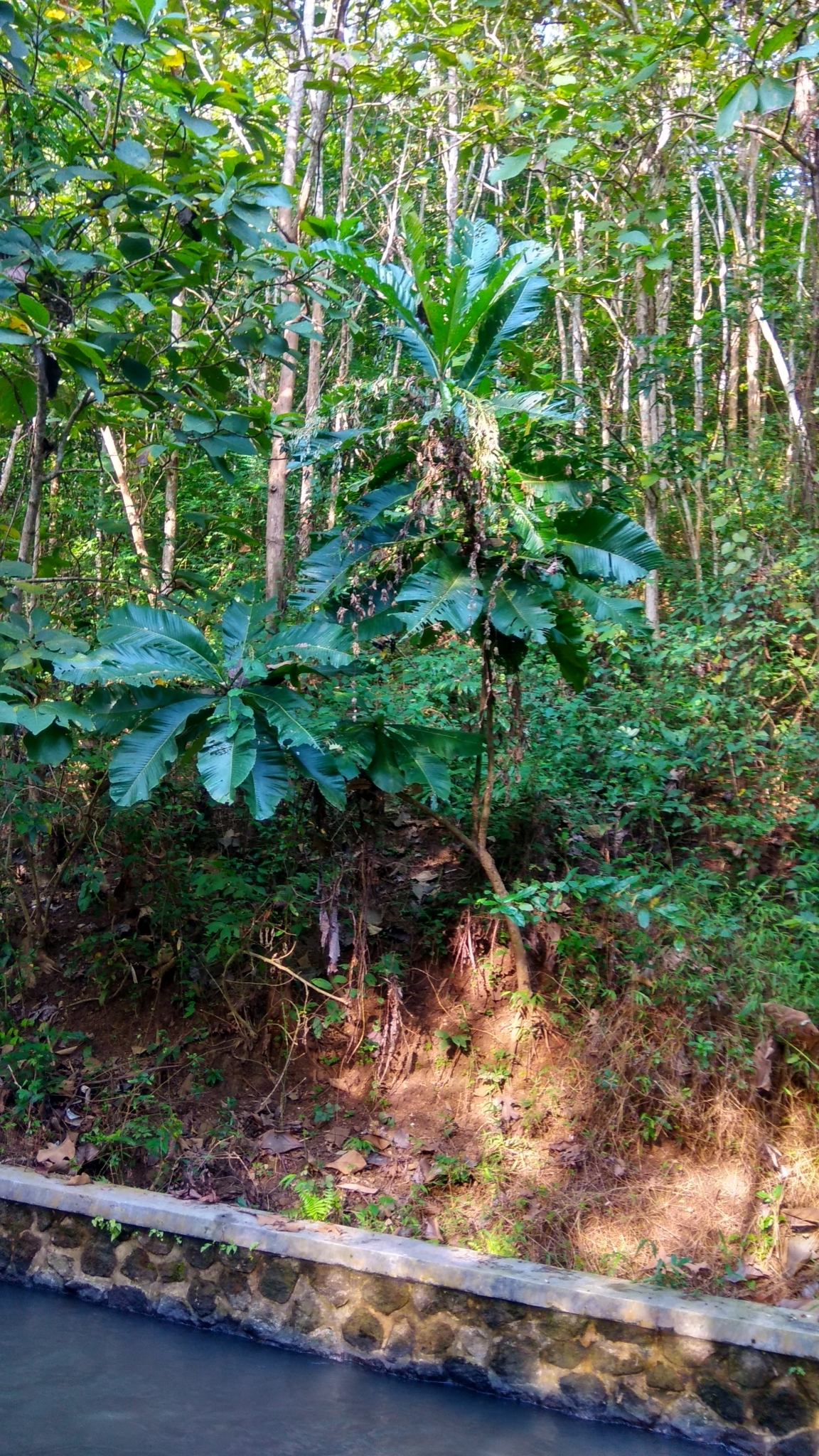 Imagem de Guianã