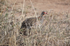 Pternistis rufopictus