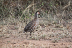Pternistis rufopictus