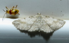 Syneora acclinis