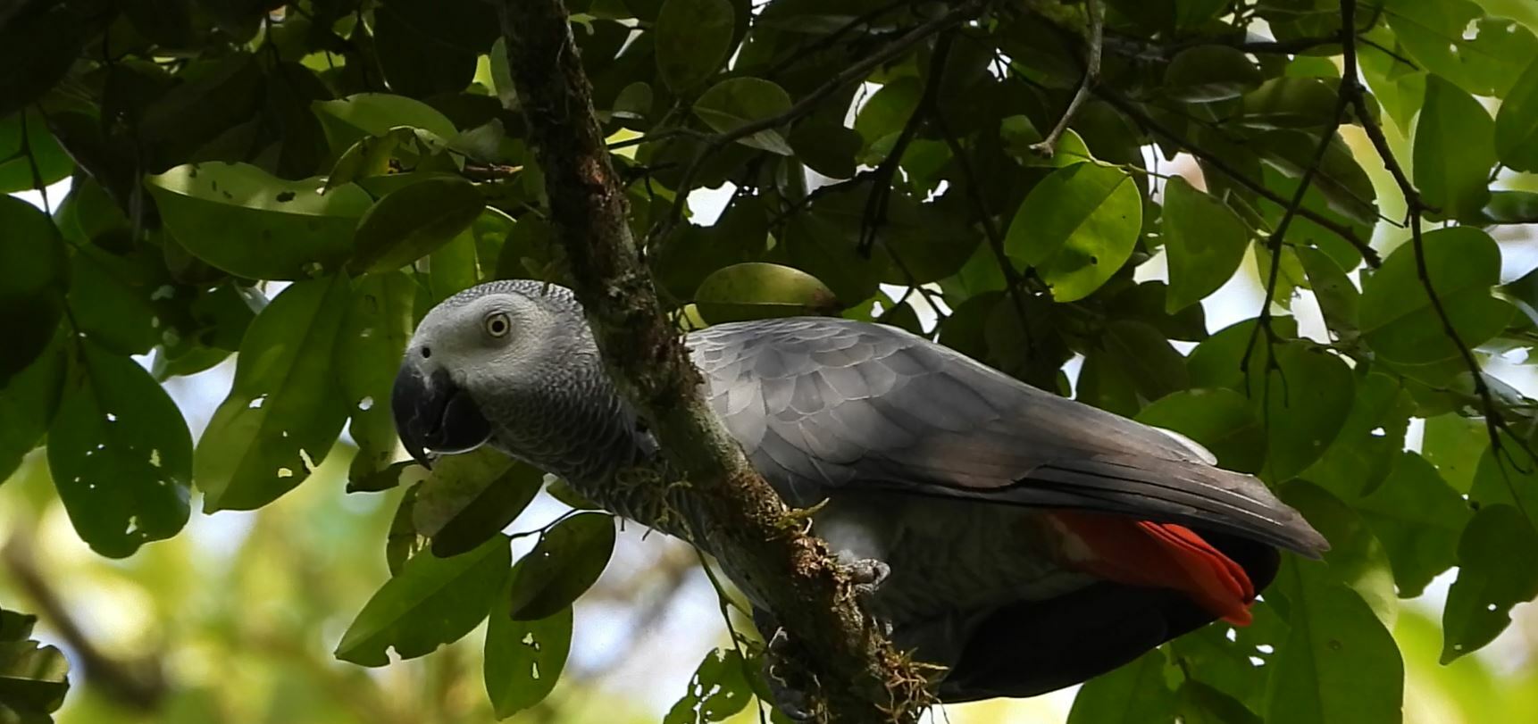 Psittacus erithacus