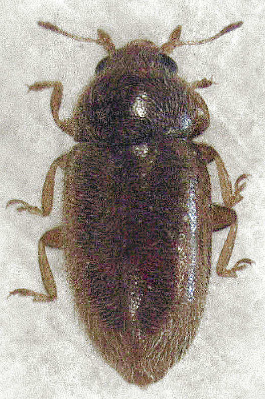 Veronicobius
