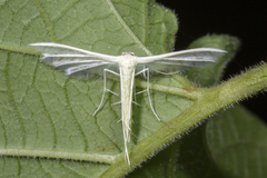Pterophorus lacteipennis