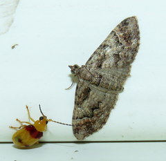 Mnesiloba eupitheciata