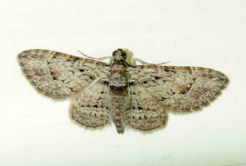 Chloroclystis insigillata