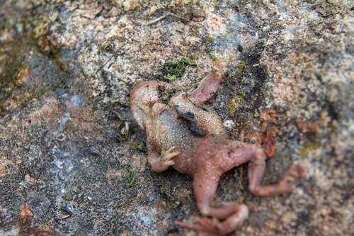 Iberian Midwife Toad, Alytes cisternasii