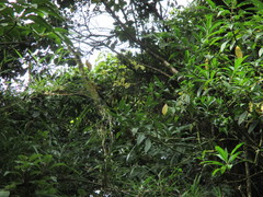 Phainoptila melanoxantha