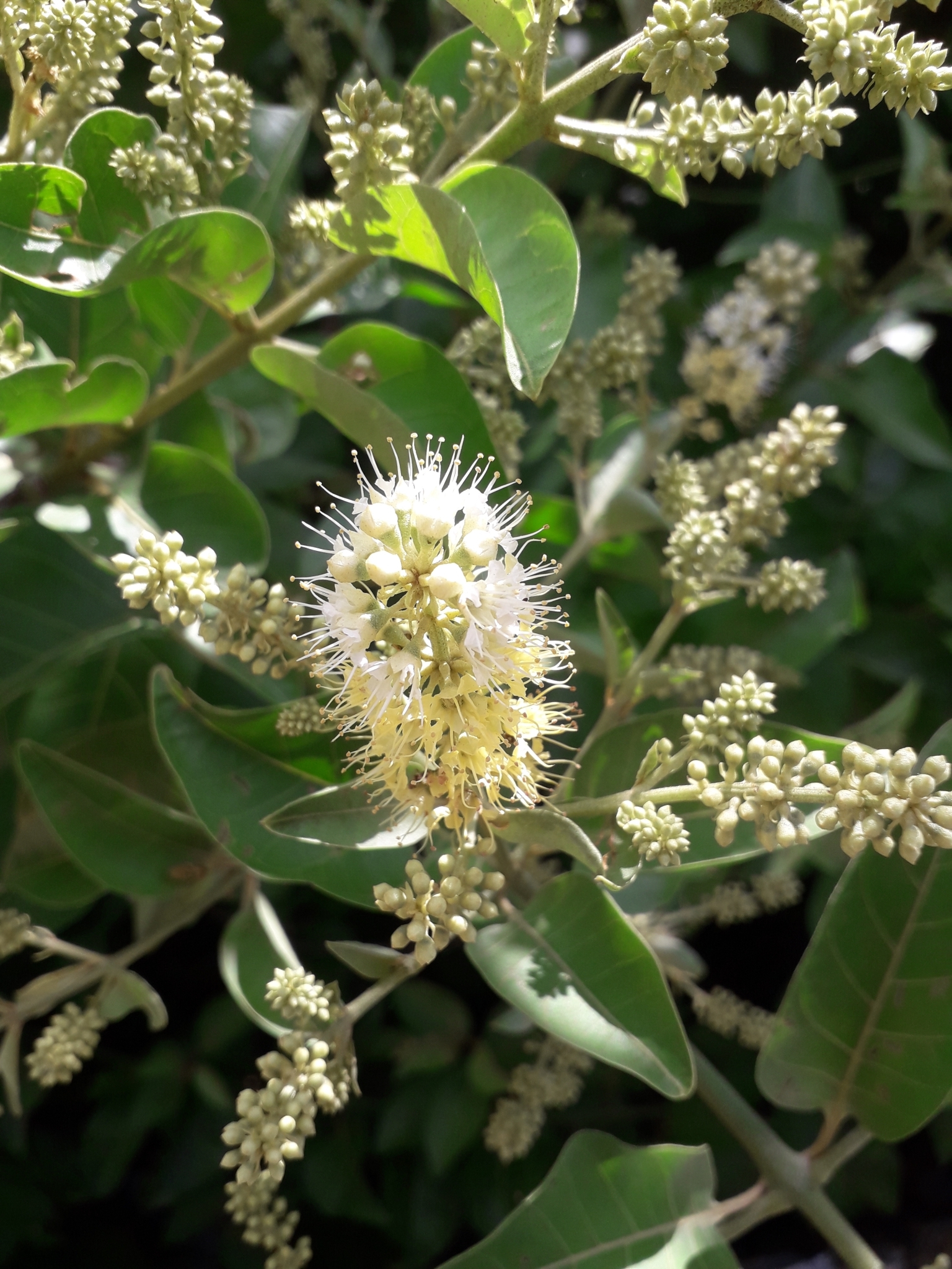 Combretum leprosum