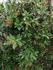 Bonellia macrocarpa