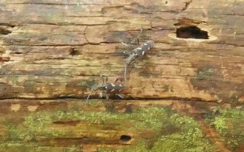 Two-banded Longhorn Beetle, Groesbeek, Nederland, photo 5 of 10