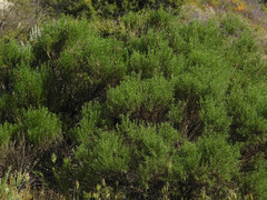 Ericameria pinifolia
