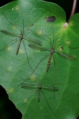 Limnophilella delicatula