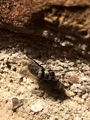 Insecta