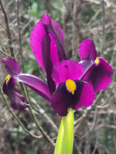 Image of Iris filifolia by (c) purperlibel, some rights reserved (CC BY-SA)