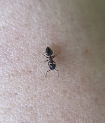 Crematogaster coarctata