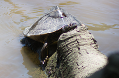 Graptemys sabinensis