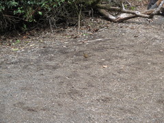 Catharus gracilirostris