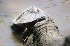 Graptemys sabinensis