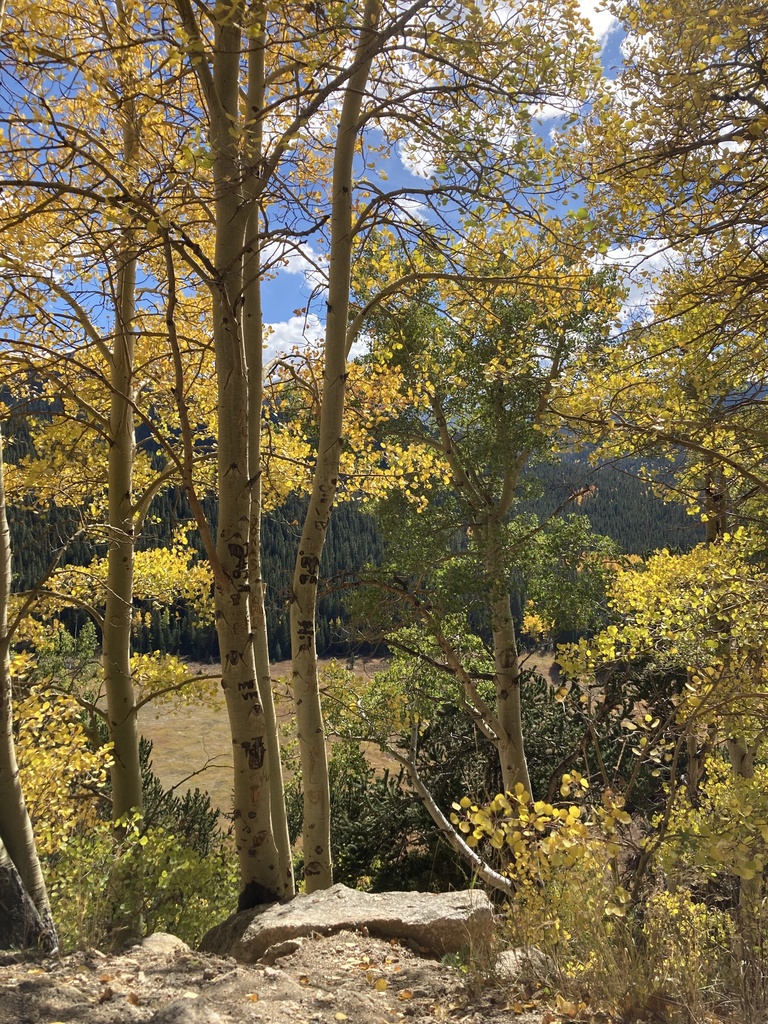 trembling aspen from SH-103, Idaho Springs, CO, US on October 5, 2021 ...