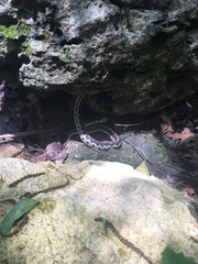 Thamnophis cyrtopsis ocellatus