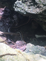 Thamnophis cyrtopsis ocellatus