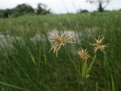 Cyperus malaccensis monophyllus