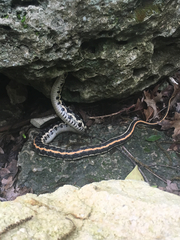 Thamnophis cyrtopsis ocellatus