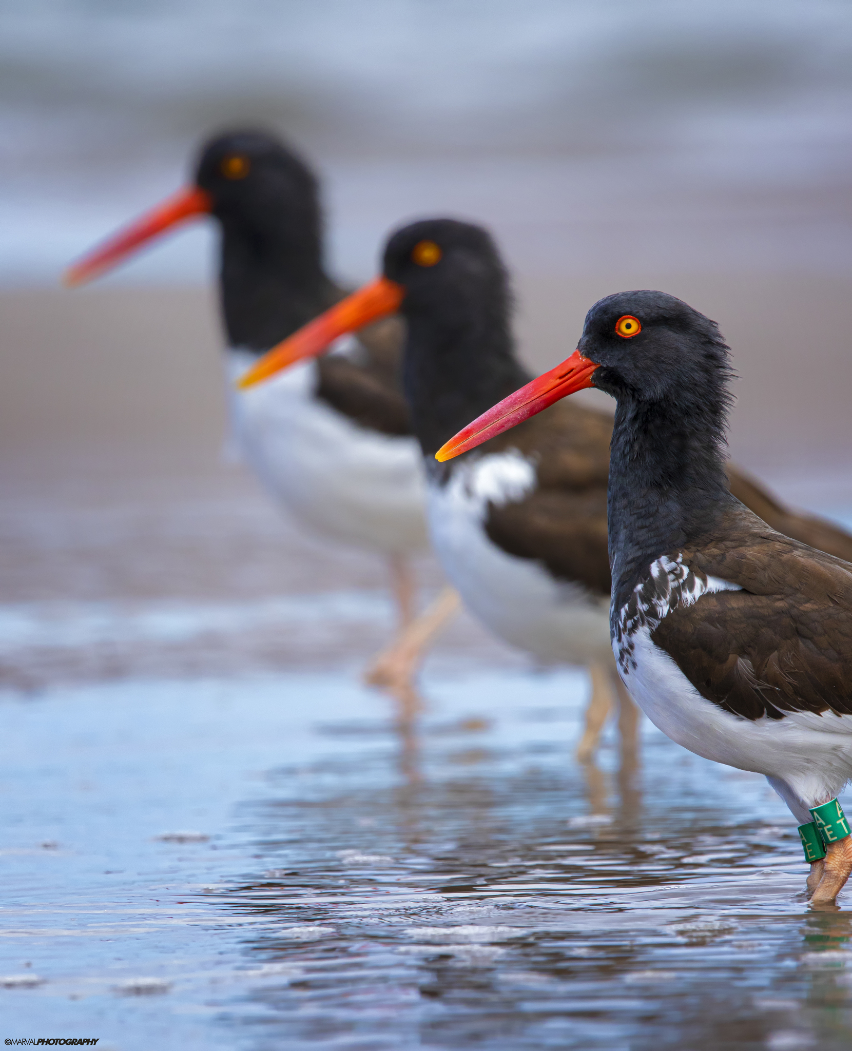 American Oystercatcher illustration