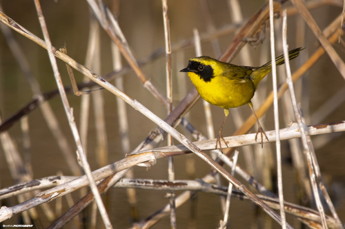 Belding's Yellowthroat (Geothlypis beldingi), photo 8