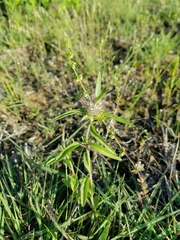 Monarda clinopodioides