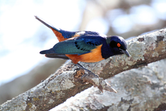 Hildebrandt's Starling photo 2