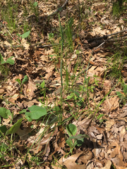 Poa alsodes