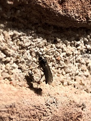 Insecta