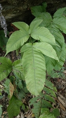 Tectaria polymorpha