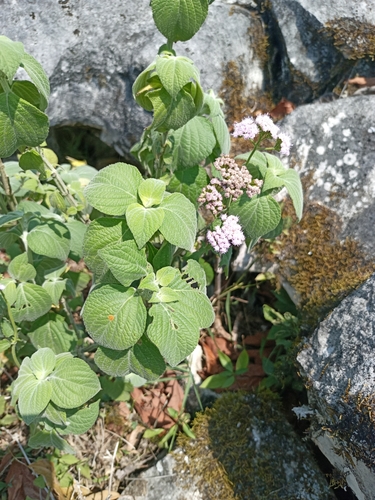 Fleischmannia pycnocephala, photograph 4