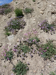 Phacelia fremontii