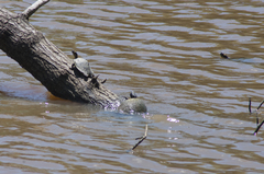 Graptemys sabinensis