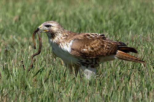 Red-tailed Hawk photographed in Nebraska