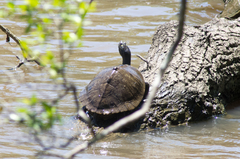 Graptemys sabinensis