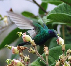 Colibri coruscans