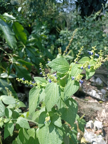 Image of Salvia xalapensis by (c) Juan Cruzado Cortés, some rights reserved (CC BY)