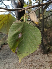 Tilia americana mexicana