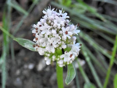 Plectritis macrocera macrocera