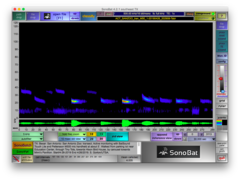 Tadarida brasiliensis