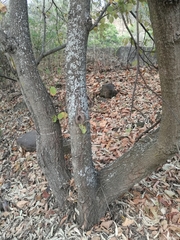 Tilia americana mexicana